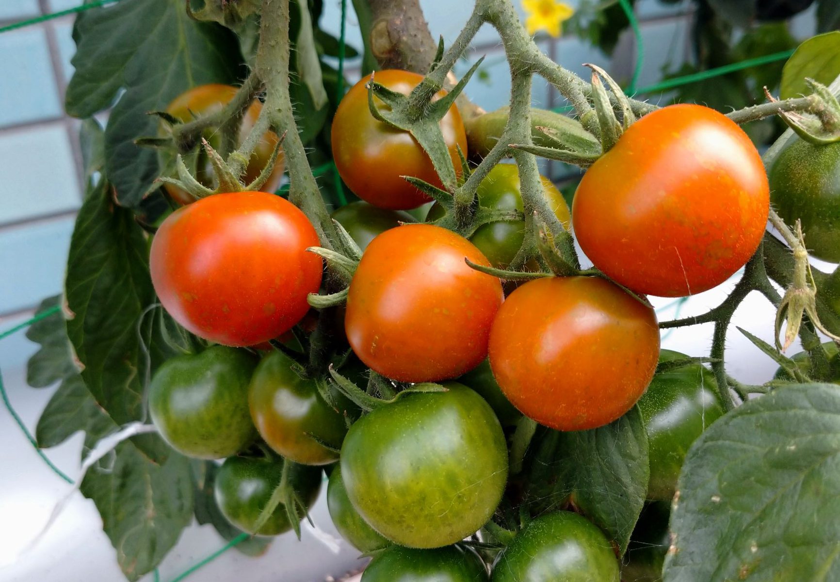 ミニトマト｜プランター菜園