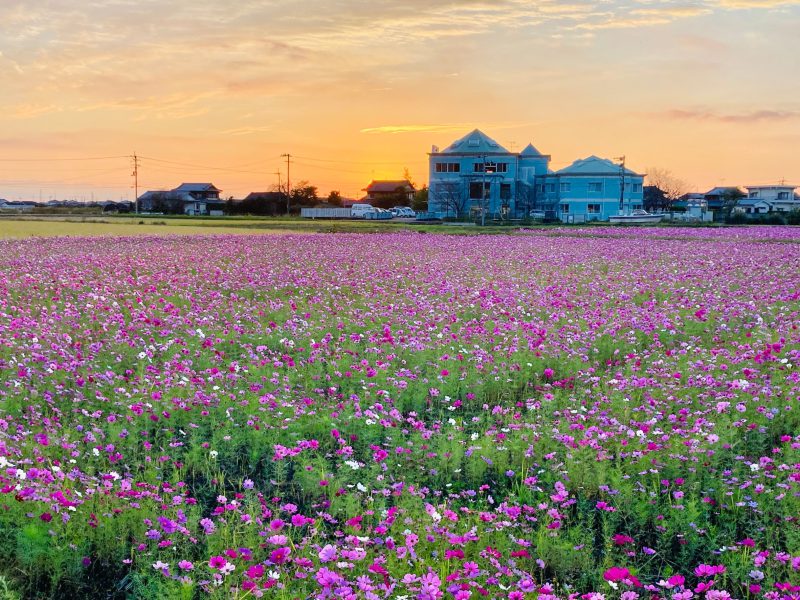 外観｜秋は秋桜