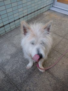 看板犬