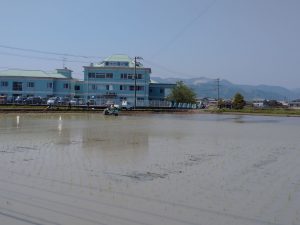 田植え