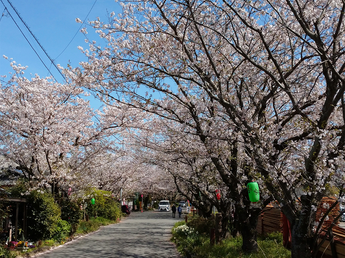 桜の馬場