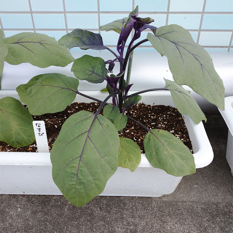 園芸療法｜プランター菜園｜夏野菜｜老健