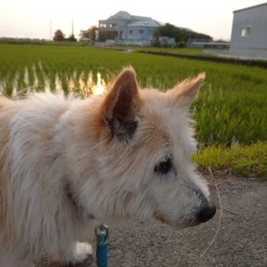 看板犬｜特養