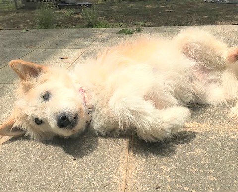 看板犬｜腹見せ