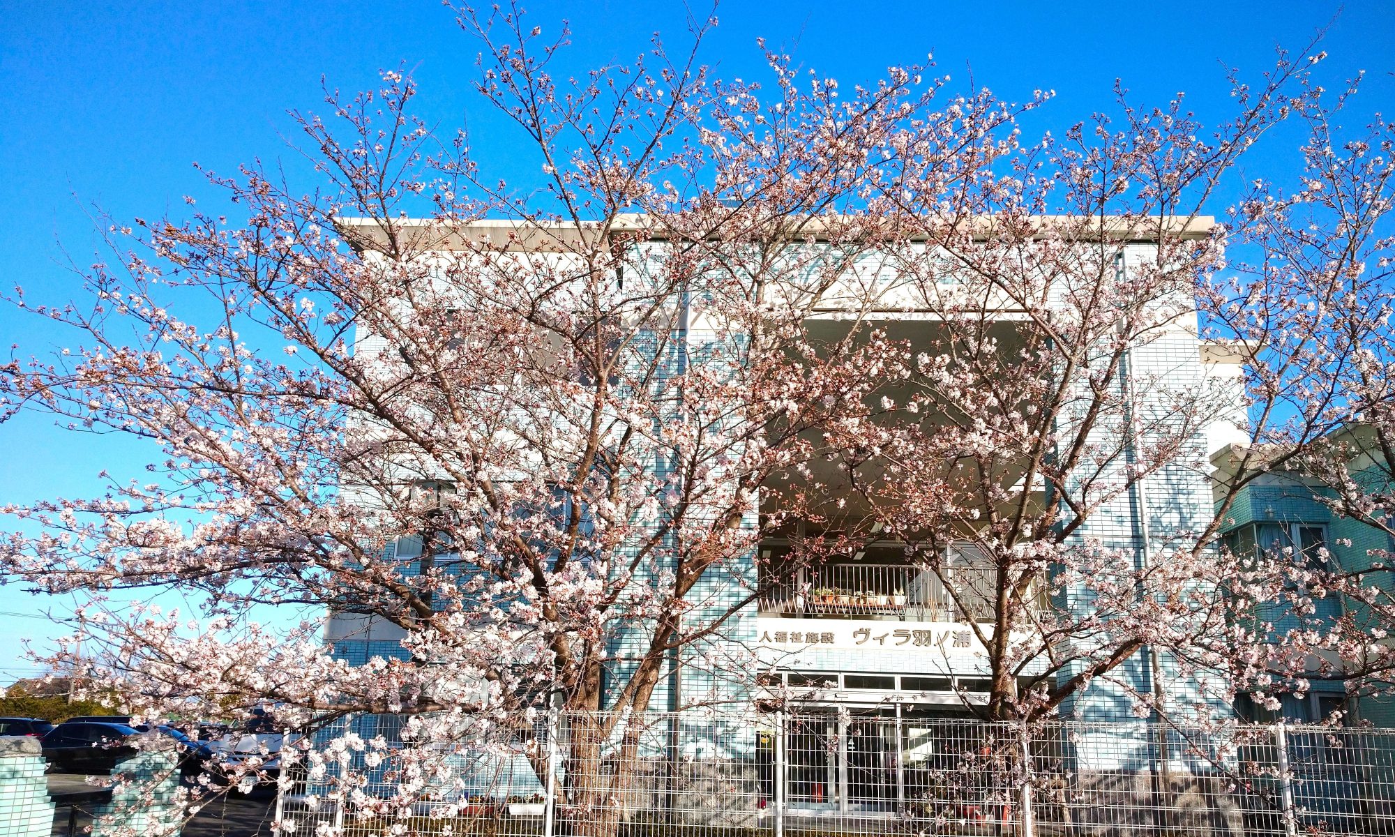 桜前線　羽ノ浦
