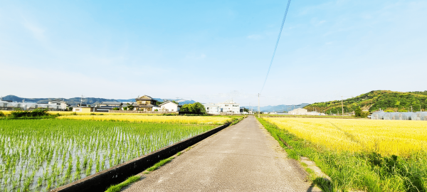 エモい｜麦畑
