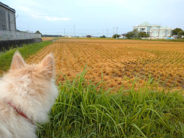 犬と散歩