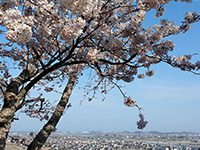 妙見山｜桜